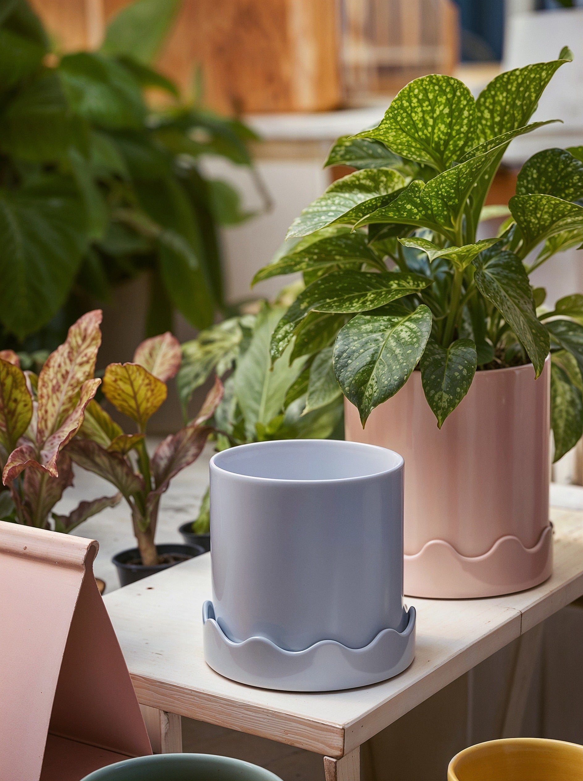 Wavy Rim Pot 6